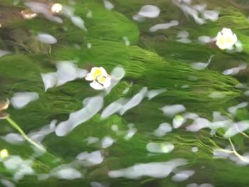 パーマリンク先: 水辺の妖精「梅花藻コース」