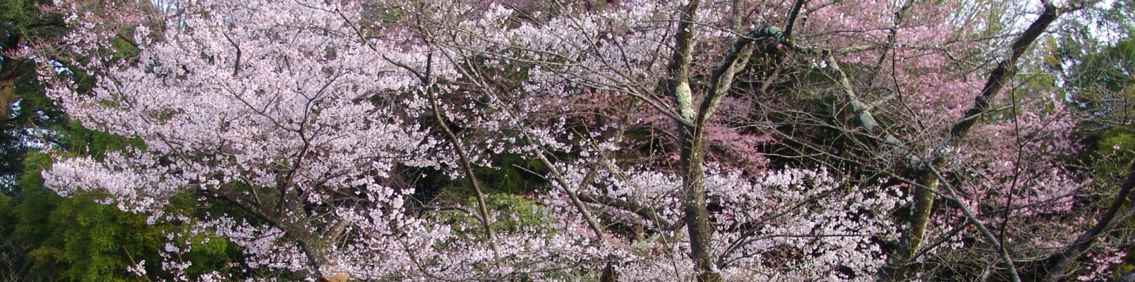 白石市観光まちあるきガイド